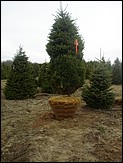 Field of our premium Douglas Fir ready for the Wholesale Christmas Trees market.