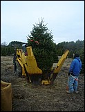 Field of our premium Douglas Fir ready for the Wholesale Christmas Trees market.