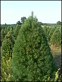 Field of our premium Douglas Fir ready for the Wholesale Christmas Trees market.