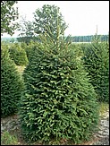 Field of our premium Douglas Fir ready for the Wholesale Christmas Trees market.