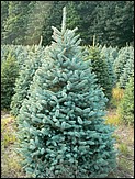 Field of our premium Douglas Fir ready for the Wholesale Christmas Trees market.