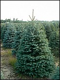 Field of our premium Douglas Fir ready for the Wholesale Christmas Trees market.